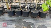 5 MIXED FRUIT TREES - 5