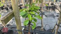 5 MIXED FRUIT TREES - 6