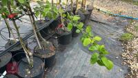 5 MIXED FRUIT TREES - 10