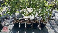 11 SILVER BIRCH TREES - 4