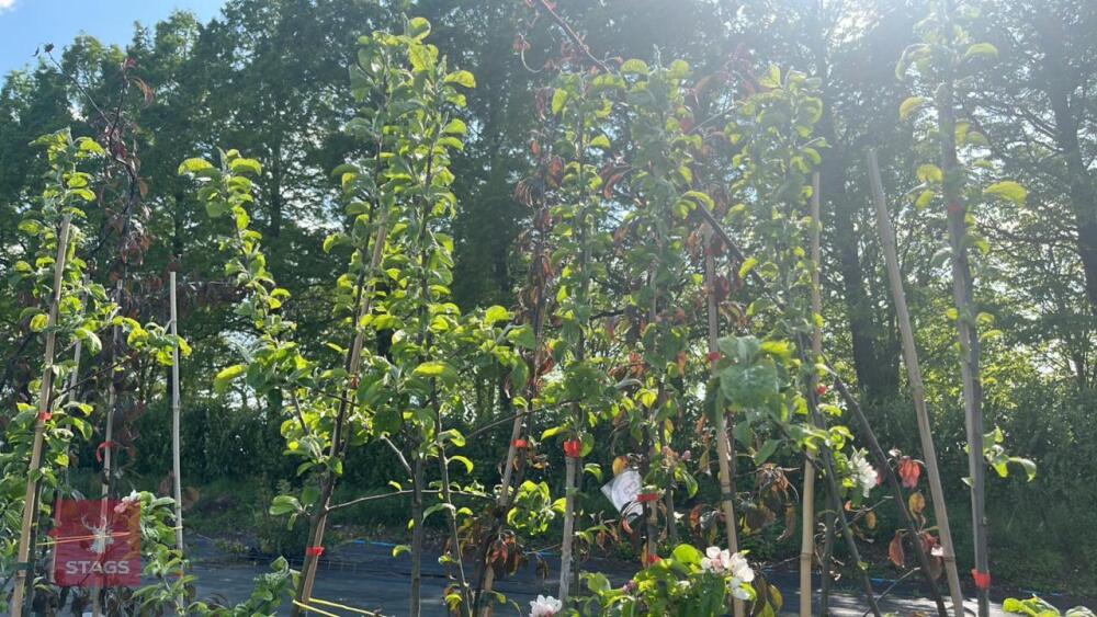 5 MALUS GARDENERS GOLD TREES