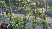 5 MALUS GARDENERS GOLD TREES - 2