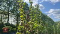 5 MALUS GARDENERS GOLD TREES - 6