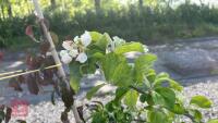 5 MALUS GARDENERS GOLD TREES - 7