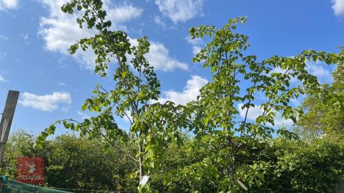 2 TILIA CORDATA TREES