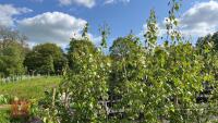 5 SILVER BIRCH TREES - 3