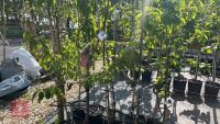 5 MIXED FRUIT TREES - 4