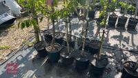 5 MIXED FRUIT TREES - 5