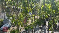 5 MIXED FRUIT TREES - 6