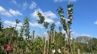 5 MIXED FRUIT TREES