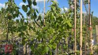 5 MIXED FRUIT TREES - 9