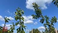 5 MIXED FRUIT TREES - 10