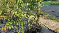 5 SILVER BIRCH TREES - 5