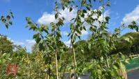 5 SILVER BIRCH TREES - 9