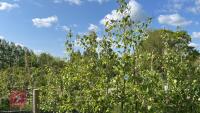 5 SILVER BIRCH TREES - 2