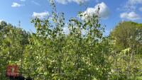 5 SILVER BIRCH TREES - 2