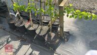 5 MIXED FRUIT TREES - 3