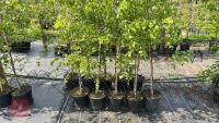 5 SILVER BIRCH TREES - 6