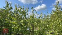 5 SILVER BIRCH TREES - 3