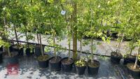 5 SILVER BIRCH TREES - 5