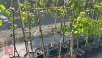 5 MIXED FRUIT TREES - 3