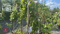 5 MIXED FRUIT TREES - 6