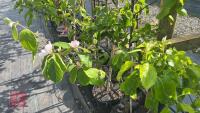 5 MIXED FRUIT TREES - 7