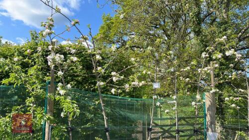 7 MIXED APPLE TREES