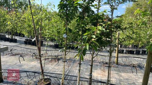 5 MIXED ORNAMENTAL TREES