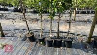 5 MIXED ORNAMENTAL TREES - 6