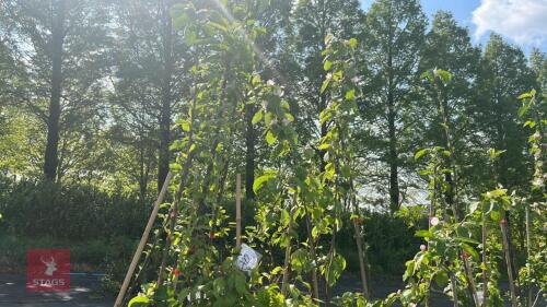 5 MIXED FRUIT TREES