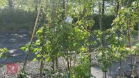 5 MIXED FRUIT TREES - 2