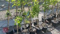 5 MIXED FRUIT TREES - 3