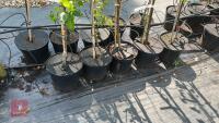 5 MIXED FRUIT TREES - 4