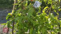 5 MIXED FRUIT TREES - 6