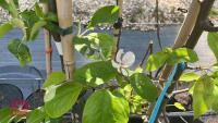 5 MIXED FRUIT TREES - 7