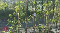 5 MIXED FRUIT TREES - 2