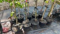 5 MIXED FRUIT TREES - 3