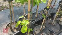 5 MIXED FRUIT TREES - 4