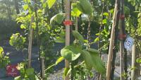 5 MIXED FRUIT TREES - 5