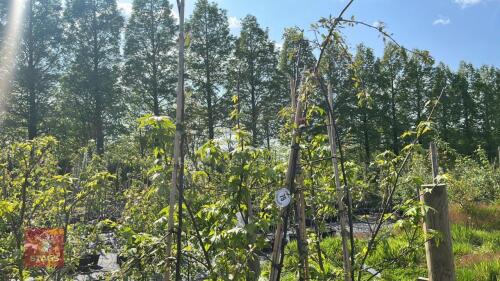 4 MALUS FLORIBUNDA TREES