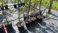 4 MALUS FLORIBUNDA TREES - 4