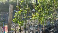 5 MIXED FRUIT TREES - 2