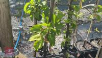 5 MIXED FRUIT TREES - 4