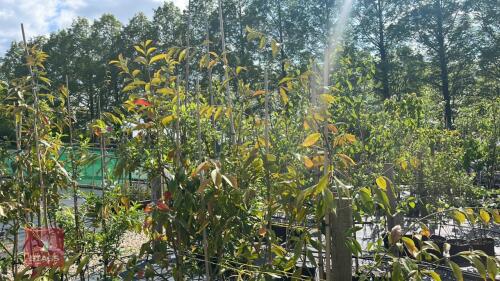 4 EUONYMUS WILSONII TREES