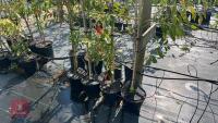 4 EUONYMUS WILSONII TREES - 4