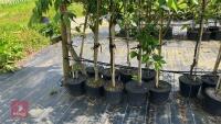 5 MIXED ORNAMENTAL TREES - 6