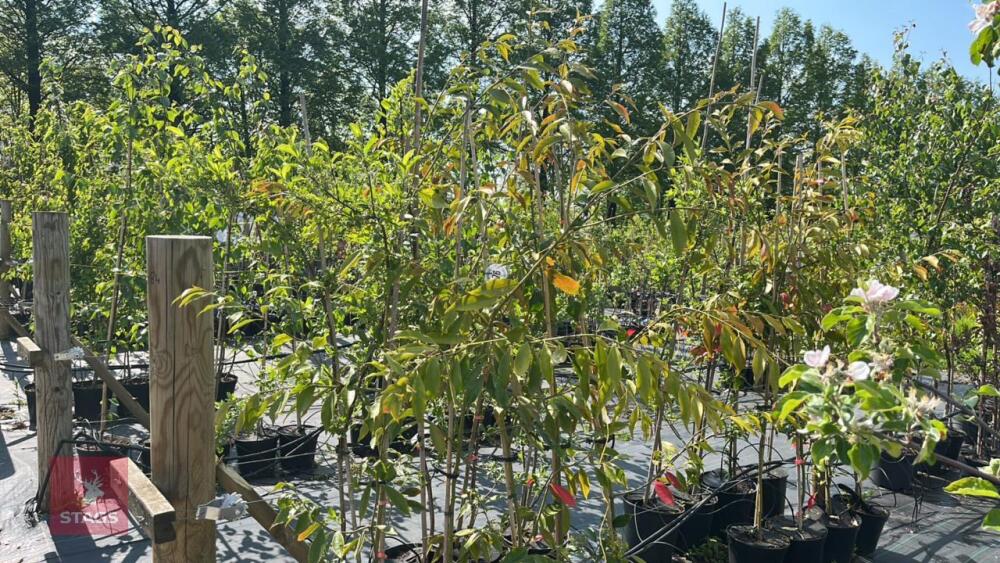 5 EUONYMUS WILSONII TREES