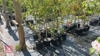 5 EUONYMUS WILSONII TREES - 2