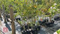 5 EUONYMUS WILSONII TREES - 3